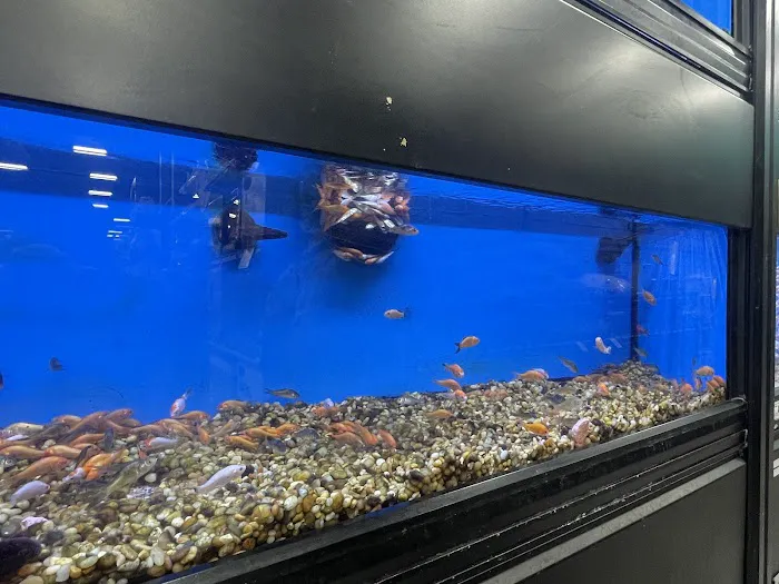 Pet Supermarket Picture 4