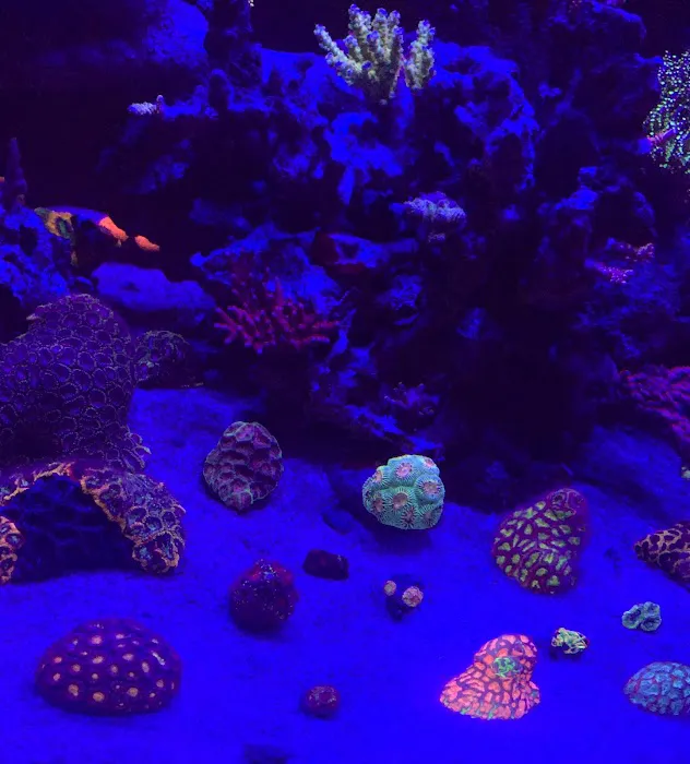 Coral Logic Aquarium LLC Picture 10