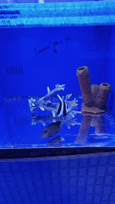 Coral Logic Aquarium LLC Picture 6