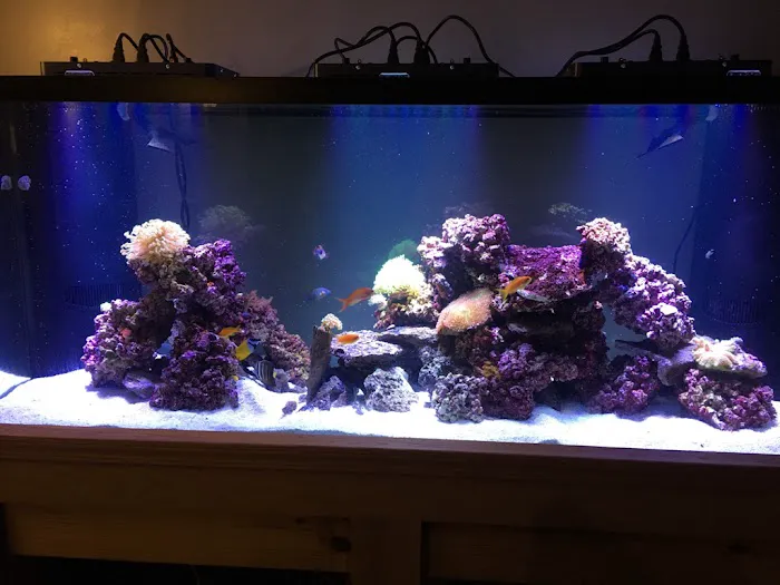 Coral Logic Aquarium LLC Picture 3