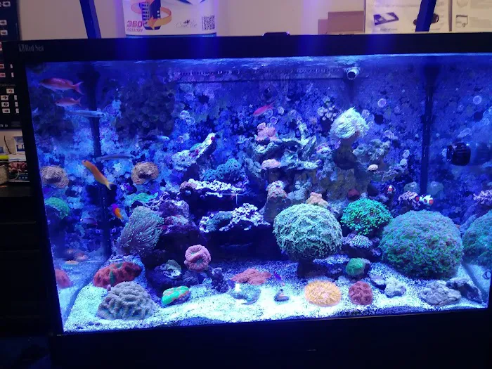 Coral Logic Aquarium LLC Picture 8