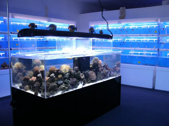 Coral Logic Aquarium LLC Picture 4