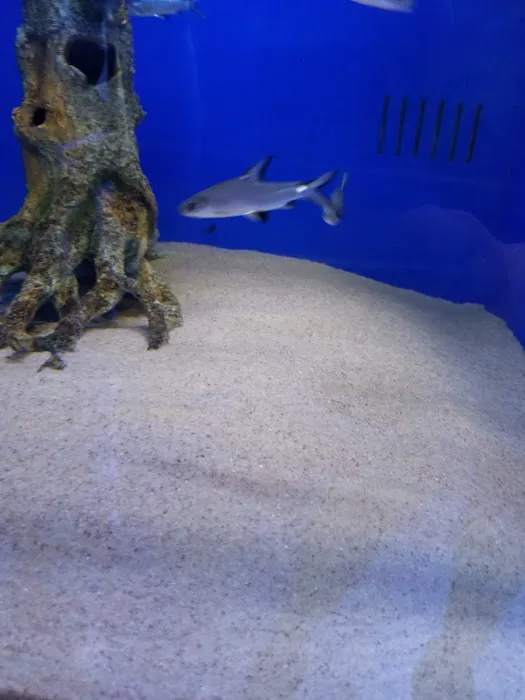 Coral Logic Aquarium LLC Picture 9
