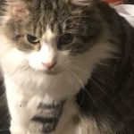 Ash Creek Animal Hospital-Spa: Hansen Kristopher DVM