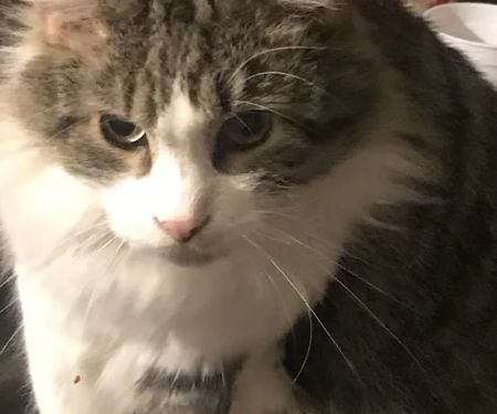 Ash Creek Animal Hospital-Spa: Hansen Kristopher DVM