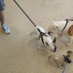 Ash Creek Animal Hospital & Spa