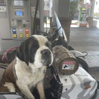 Puppy Avenue ico