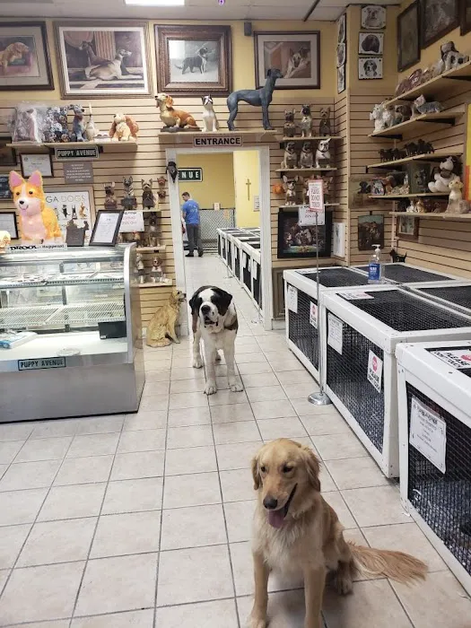 Puppy Avenue Picture 7