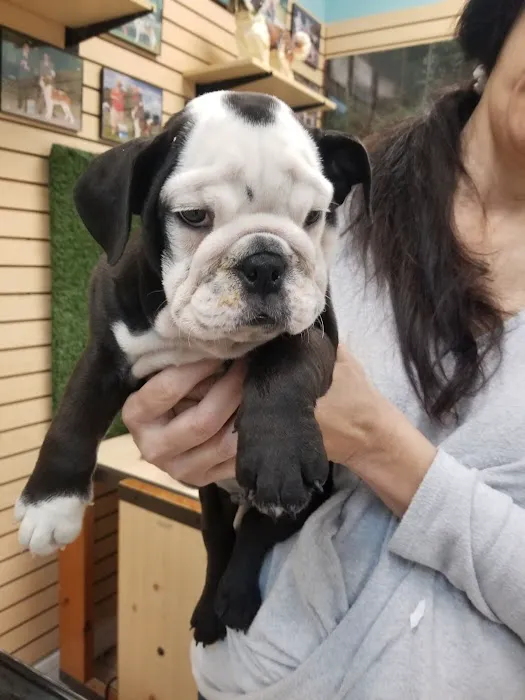 Puppy Avenue Picture 10