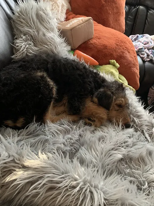 Puppy Avenue Picture 8