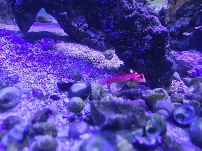 Orange Park Aquatics Picture 2