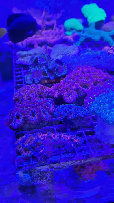 Orange Park Aquatics Picture 4
