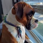 Highway Animal Hospital