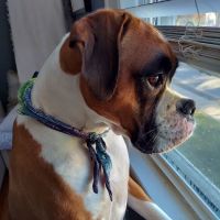 Highway Animal Hospital ico