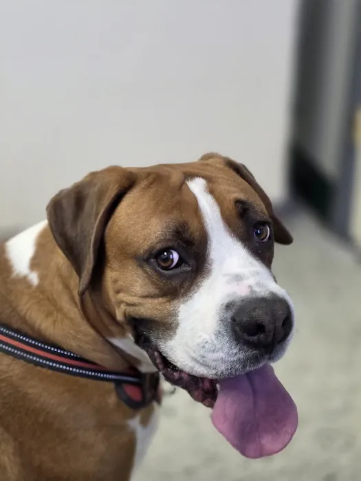 Highway Animal Hospital Picture 5