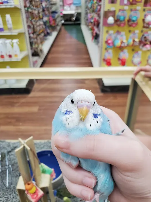 Pet Supermarket Picture 7