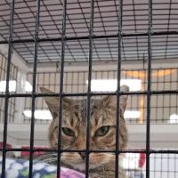 Pet Supermarket ico