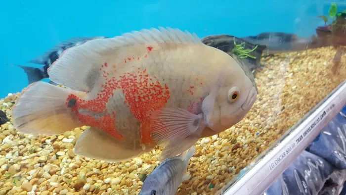 Pet Supermarket Picture 3