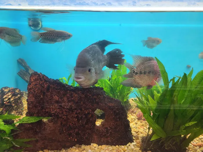 Pet Supermarket Picture 10