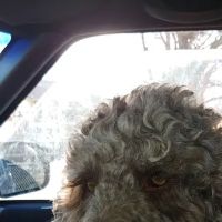 Engelberg-Kristy Animal Hospital ico