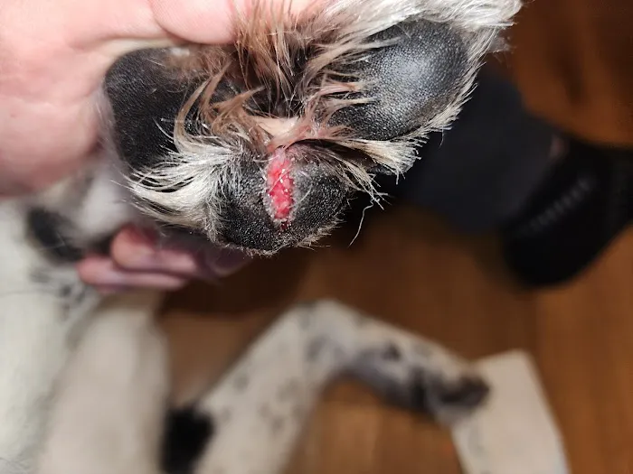 Community Veterinary Clinic Picture 4