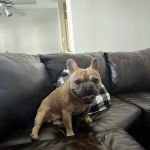 At Home Veterinary Care LLC