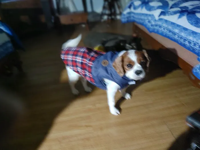 At Home Veterinary Care LLC Picture 3