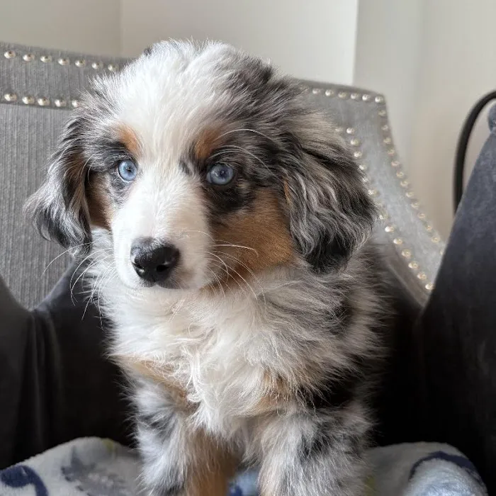 Bark Street Puppies Picture 7