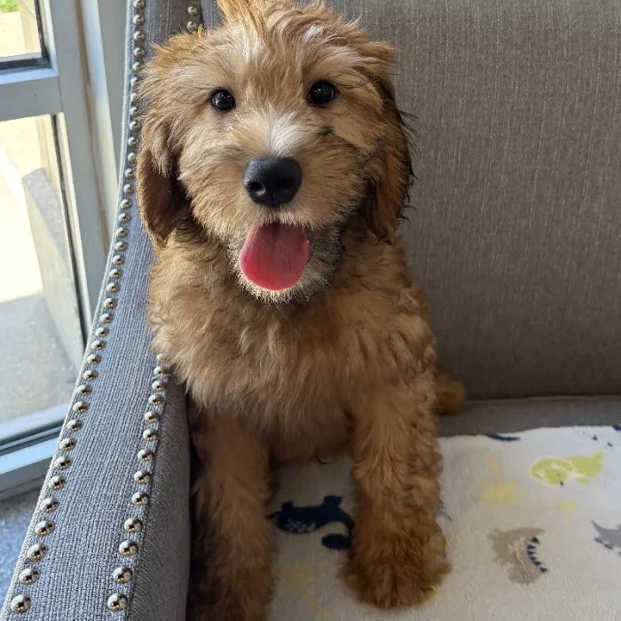 Bark Street Puppies Picture 4
