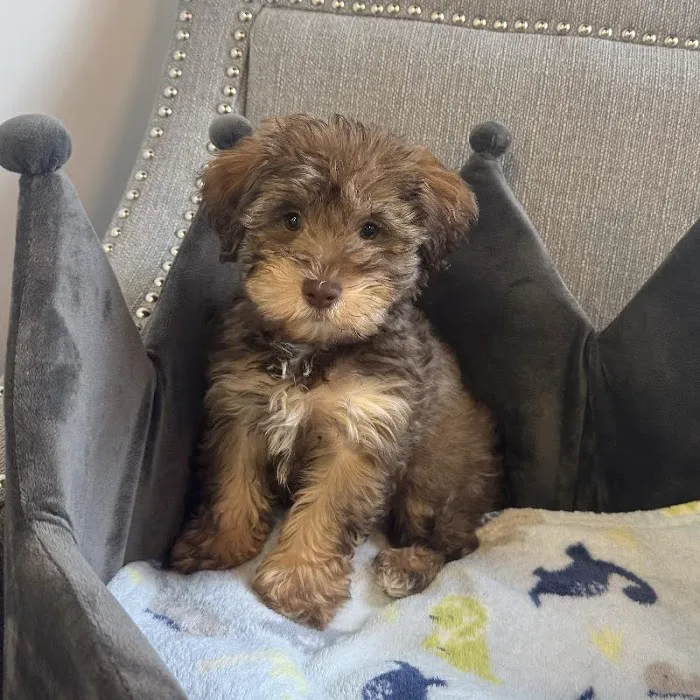 Bark Street Puppies Picture 5