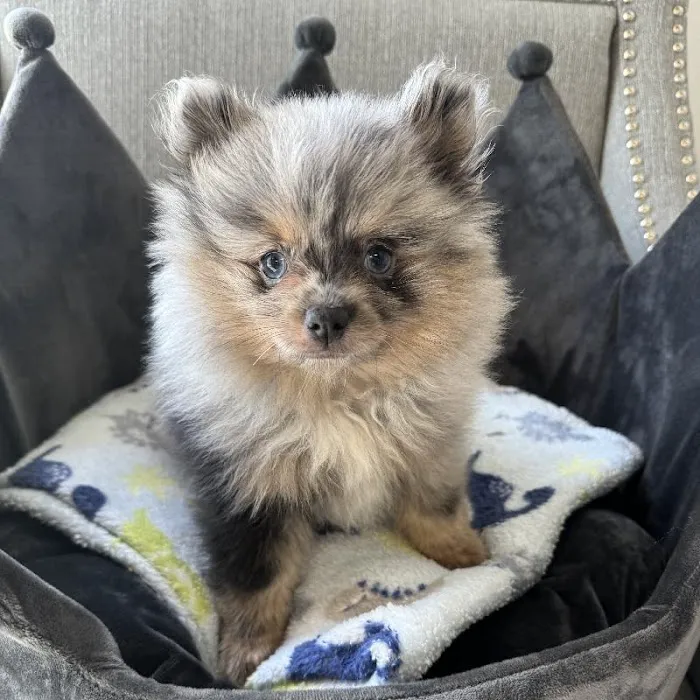 Bark Street Puppies Picture 10