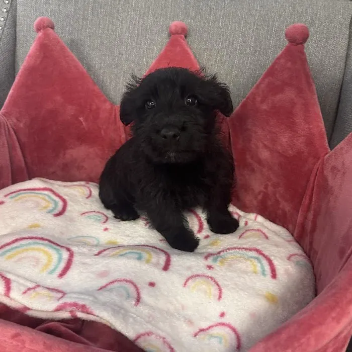 Bark Street Puppies Picture 9