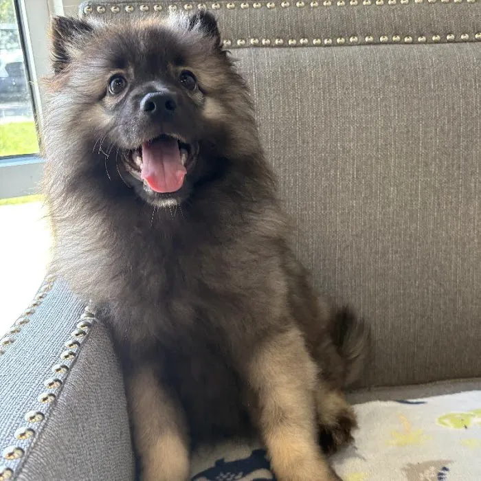 Bark Street Puppies Picture 6