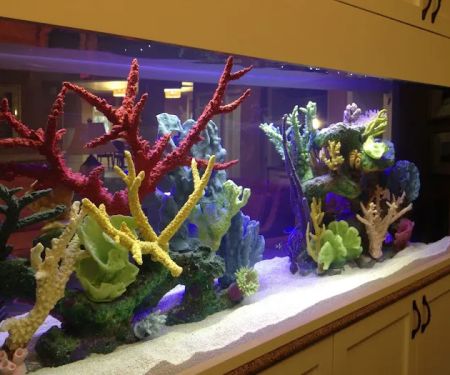 CGI Aquatic Care
