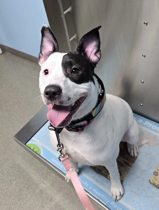 Beacon Valley Animal Hospital Picture 7