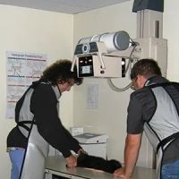 Beacon Valley Animal Hospital ico
