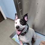 Beacon Valley Animal Hospital: Laubstein Brian DVM