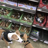 Pet Supplies Plus Atlantic Beach ico