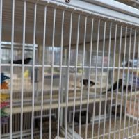Pet Supermarket ico