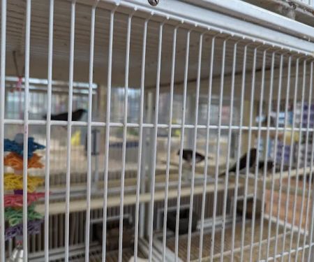 Pet Supermarket