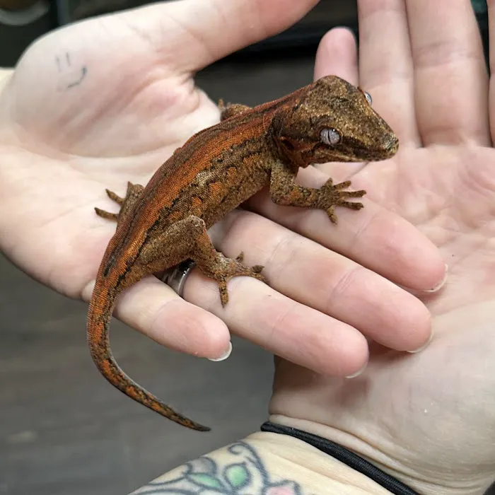 Wild Things Exotic Animals Picture 7