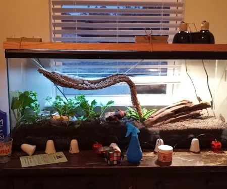 Wild Things Exotic Animals