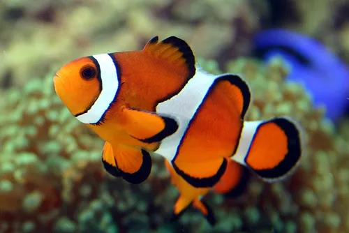 Ocean Floor Aquariums Inc Picture 1