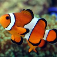 Ocean Floor Aquariums Inc ico