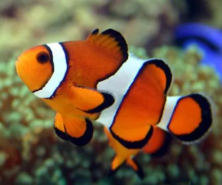 Ocean Floor Aquariums Inc