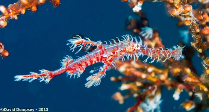 Ocean Floor Aquariums Inc Picture 3