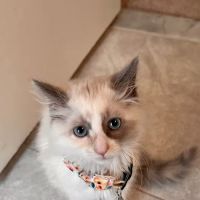 Country Companions Veterinary ico