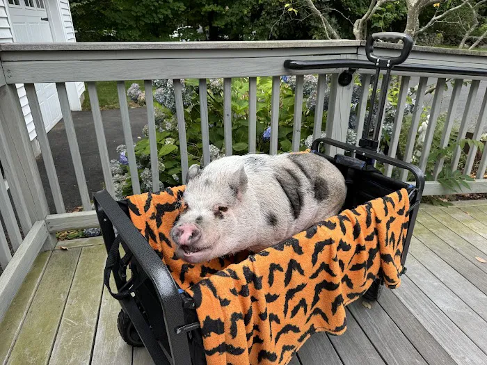 Country Companions Veterinary Picture 9