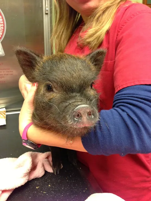 Country Companions Veterinary Picture 10
