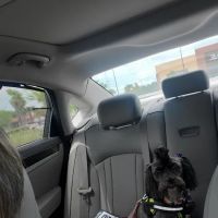 Petco ico